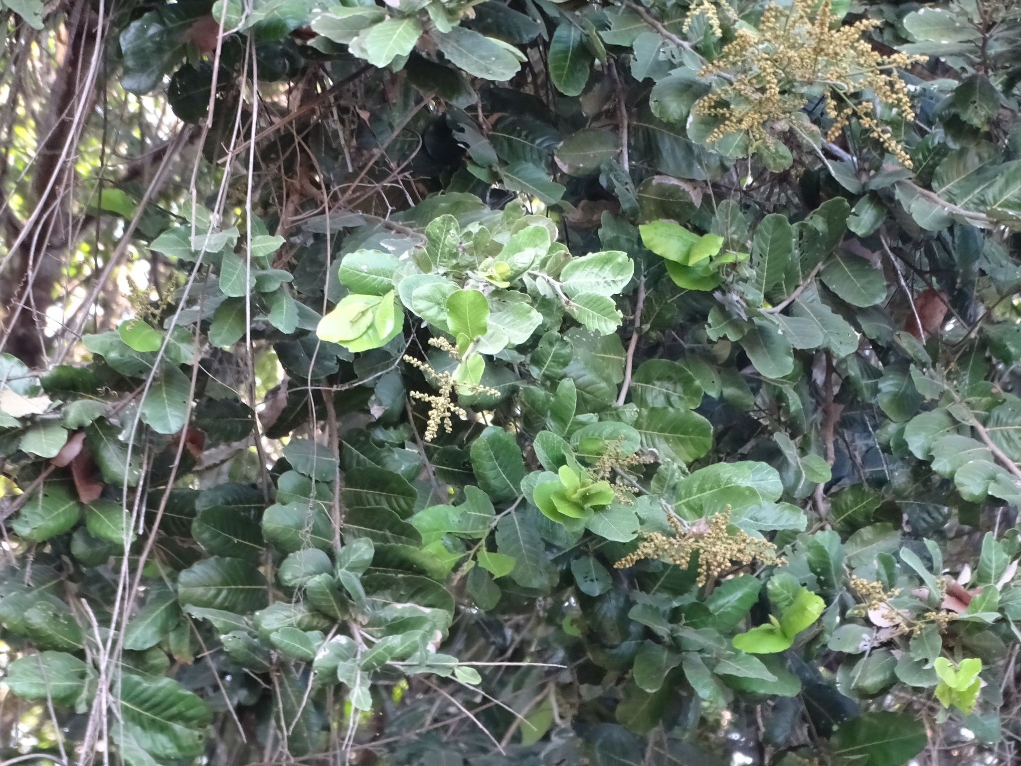 Imagem de Microdesmia arborea