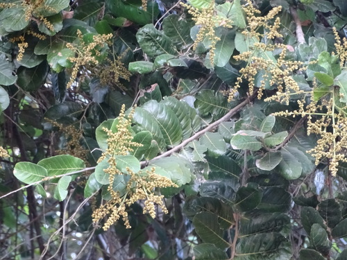Foto de Microdesmia arborea