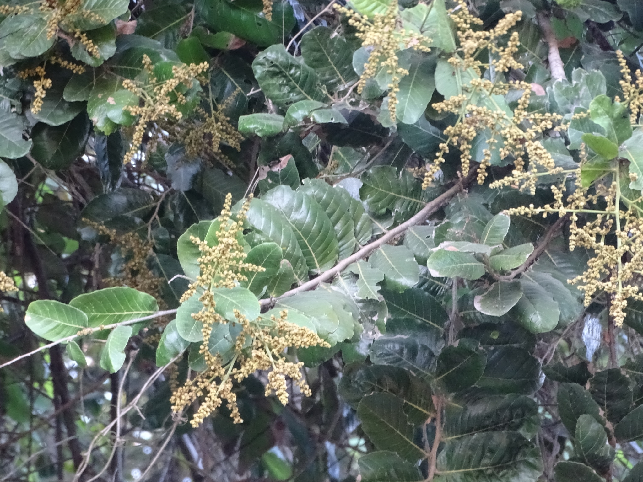 Imagem de Microdesmia arborea