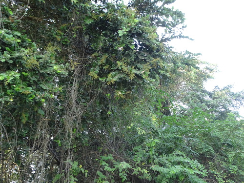 Foto de Microdesmia arborea