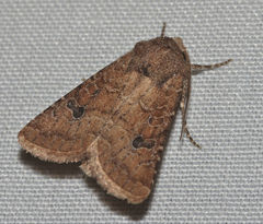 Protorthodes