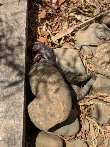 Tiger Snake sighting