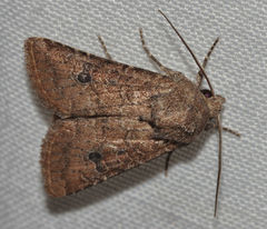 Protorthodes