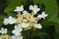 Viburnum opulus