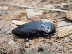 Capnodis tenebrionis