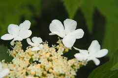 Viburnum opulus