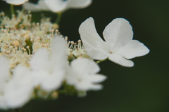 Viburnum opulus