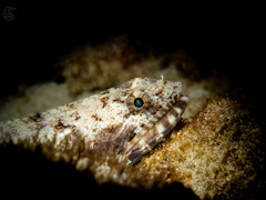 Gracile Lizardfish photo 2