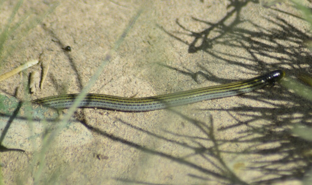 Freiberg's Blind Snake