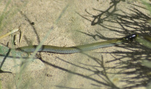 Freiberg's Blind Snake