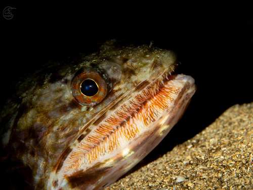 Flame lizardfish (Saurida flamma) — Synodontidae