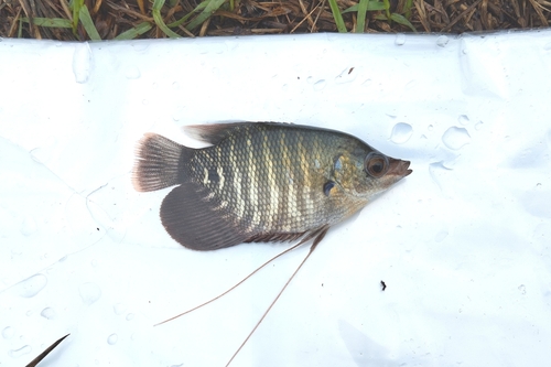 Giant Gourami