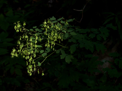 Thalictrum aquilegiifolium