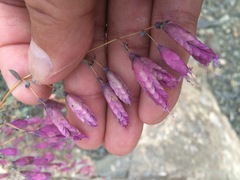 Origanum sipyleum