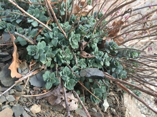 Origanum sipyleum, photograph 2