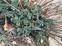 Origanum sipyleum, photograph (c) Serdar Ölez, some rights reserved (CC BY-SA)