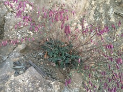 Origanum sipyleum, photograph (c) Serdar Ölez, some rights reserved (CC BY-SA)