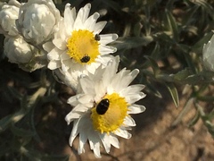 Achyranthemum argenteum
