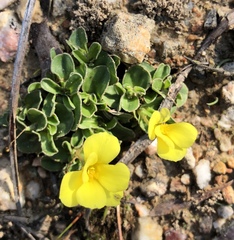 Moraea galaxia