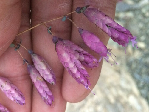 Origanum sipyleum, photograph 4