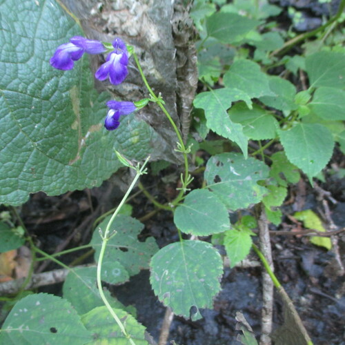 Salvia caudata, photograph 6
