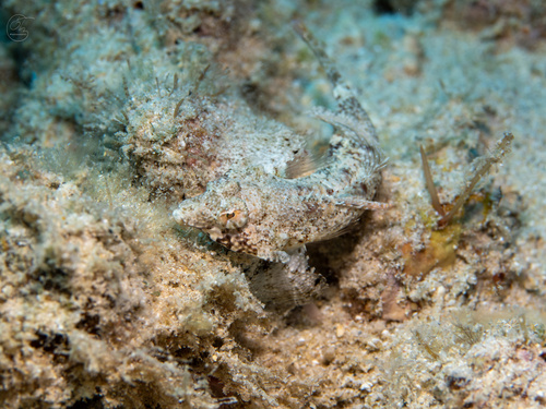 Synchiropus corallinus observed 2023-06-20