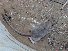 Perognathinae