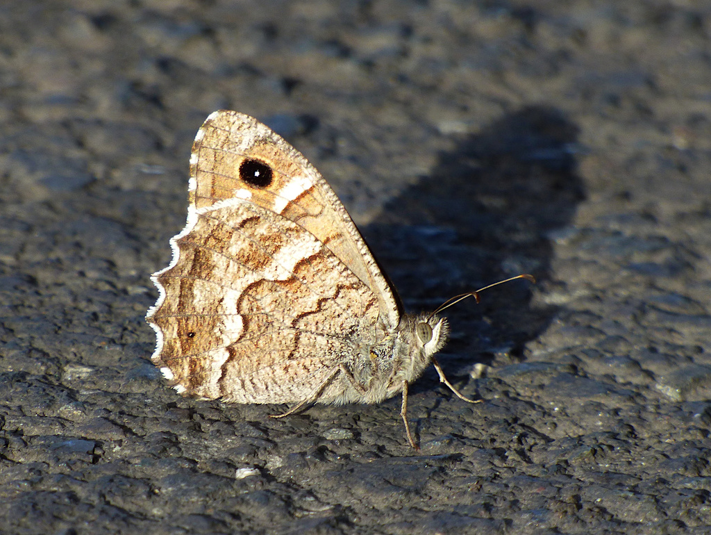 Gran Canaria Grayling