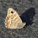 Gran Canaria Grayling - Photo (c) Xabier, some rights reserved (CC BY-NC), uploaded by Xabier
