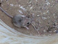 Perognathinae