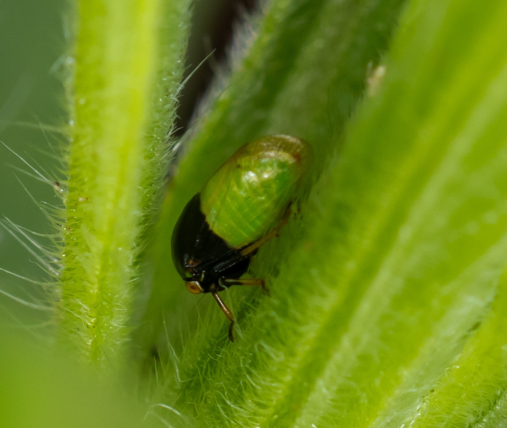 Micrutalis binaria