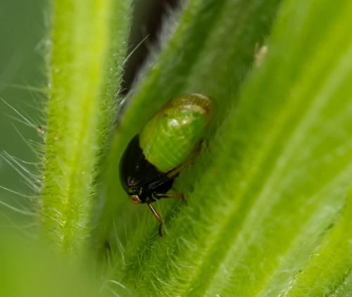 Micrutalis binaria