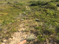 Achyranthemum argenteum