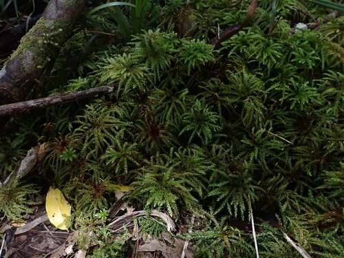 Hypnodendron marginatum observed 2024-11-12