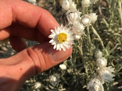Achyranthemum argenteum
