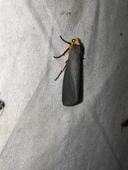 Gnamptonychia ventralis