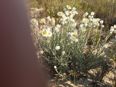 Achyranthemum argenteum