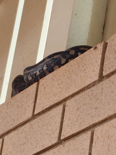 Coastal Carpet Python sighting