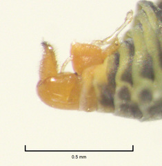 Acizzia acaciae