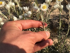Achyranthemum argenteum