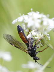 Tenthredopsis tarsata