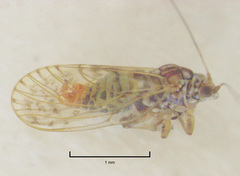 Acizzia acaciae