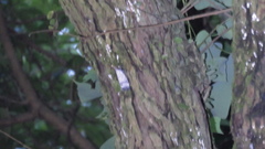 Pyrops watanabei