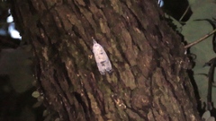 Pyrops watanabei