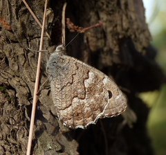 Hipparchia tamadabae