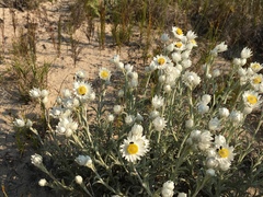 Achyranthemum argenteum