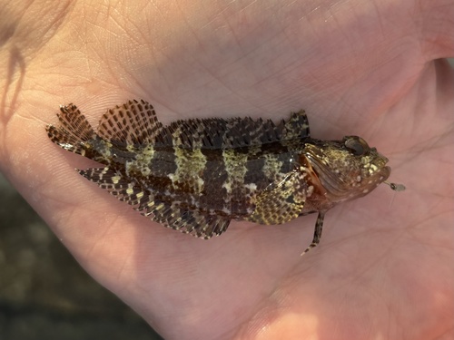 Dons-slijmvis (Gobioclinus kalisherae) — Labrisomidae — 2