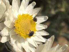 Achyranthemum argenteum