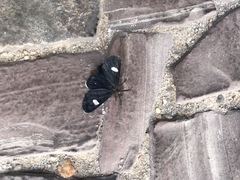 Melanchroia aterea