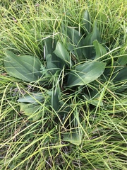 Gentiana lutea